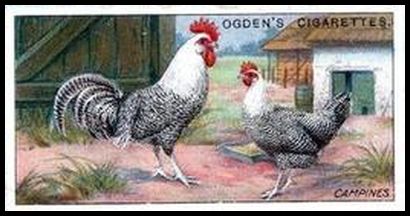 16 Ogden's Poultry 16 Campines
